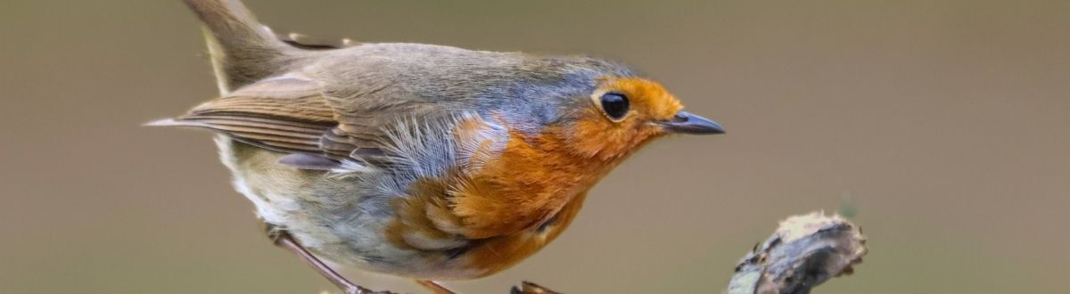 [paste advice page name here]